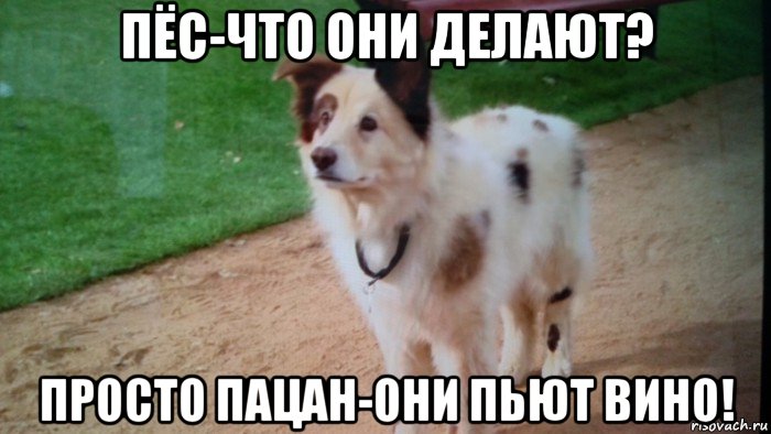 пёс-что они делают? просто пацан-они пьют вино!, Мем Пёс