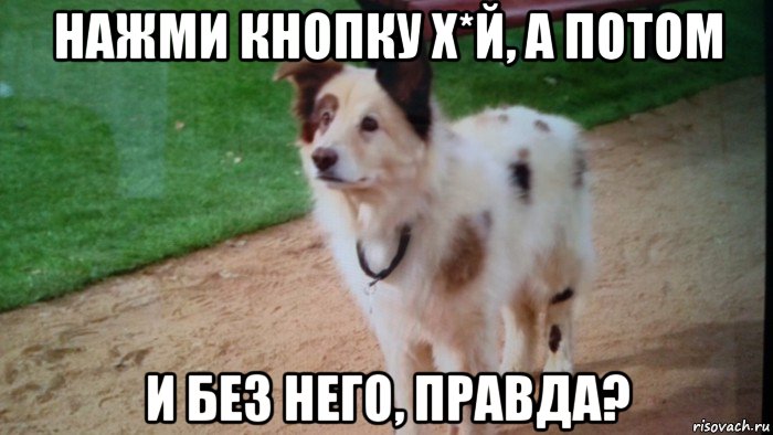 нажми кнопку х*й, а потом и без него, правда?, Мем Пёс