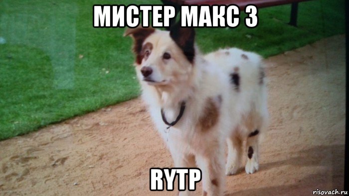 мистер макс 3 rytp, Мем Пёс