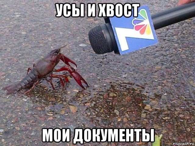 усы и хвост мои документы, Мем Рак