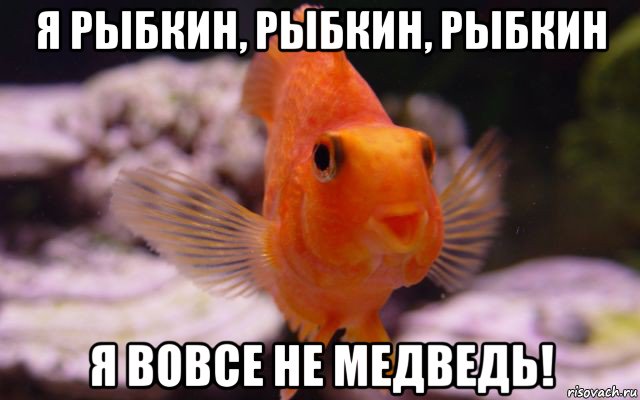 я рыбкин, рыбкин, рыбкин я вовсе не медведь!