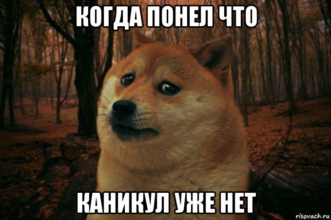 когда понел что каникул уже нет, Мем SAD DOGE