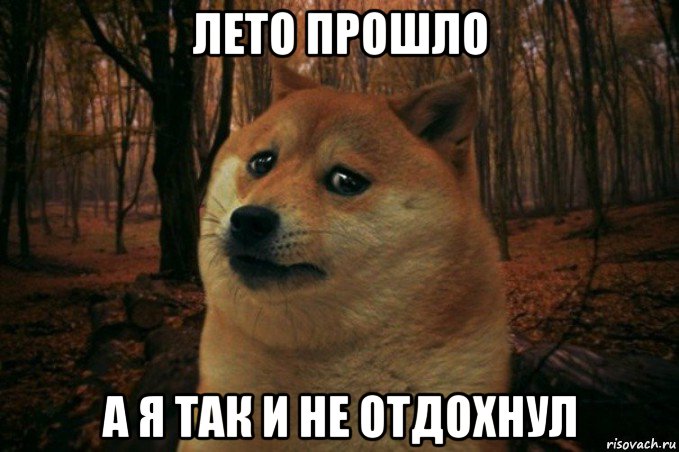 лето прошло а я так и не отдохнул, Мем SAD DOGE