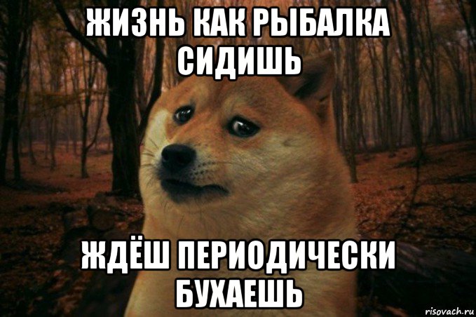 жизнь как рыбалка сидишь ждёш периодически бухаешь, Мем SAD DOGE