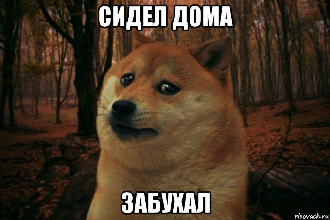 сидел дома забухал, Мем SAD DOGE