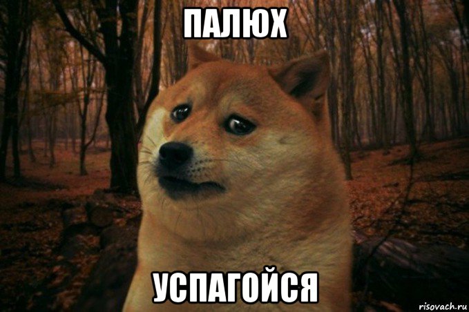 палюх успагойся, Мем SAD DOGE