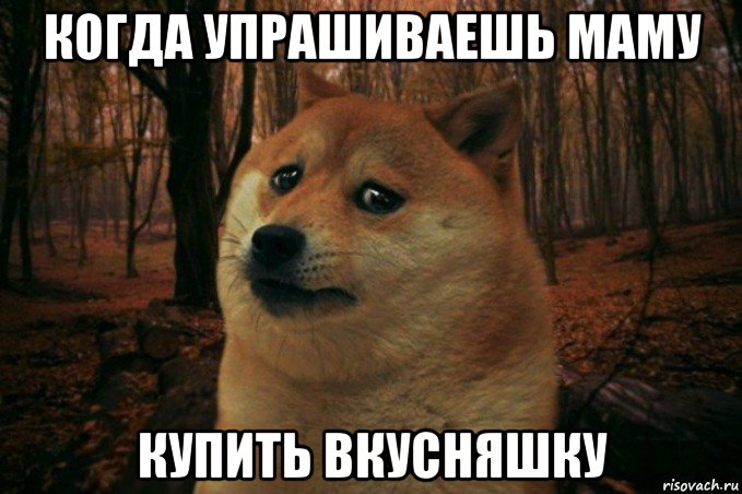 когда упрашиваешь маму купить вкусняшку, Мем SAD DOGE