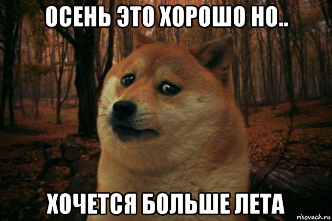 осень это хорошо но.. хочется больше лета, Мем SAD DOGE