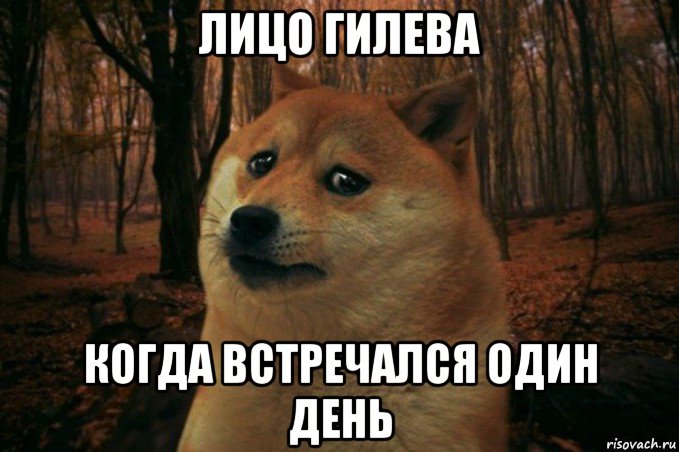 лицо гилева когда встречался один день, Мем SAD DOGE