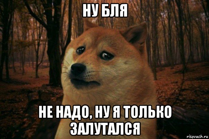 ну бля не надо, ну я только залутался, Мем SAD DOGE