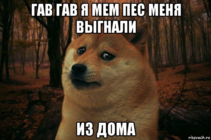 гав гав я мем пес меня выгнали из дома, Мем SAD DOGE