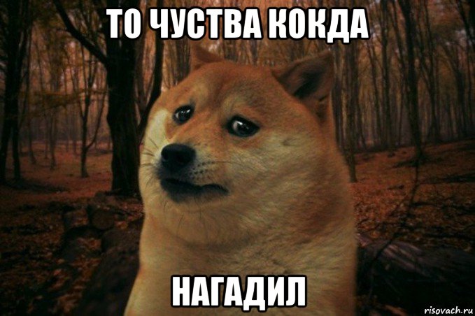 то чуства кокда нагадил, Мем SAD DOGE