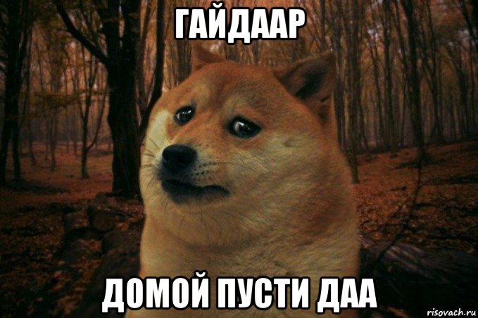 гайдаар домой пусти даа, Мем SAD DOGE