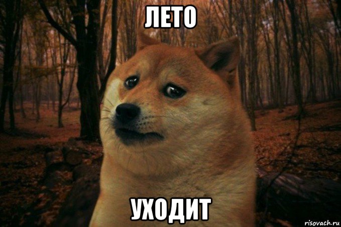 лето уходит, Мем SAD DOGE