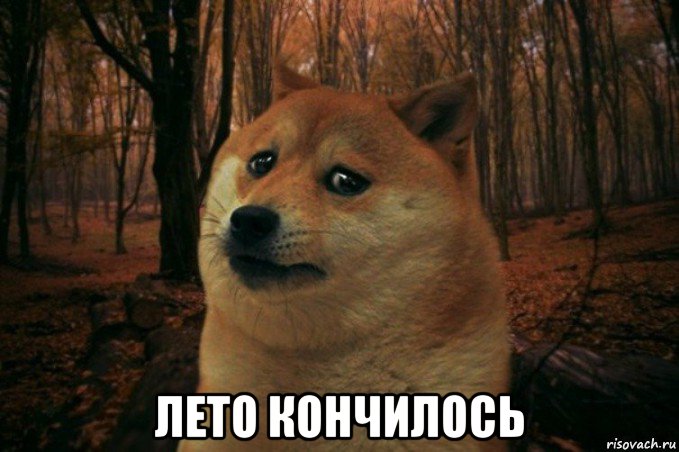  лето кончилось, Мем SAD DOGE