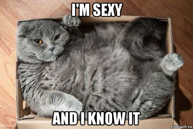 Создать мем. i'm sexy and i know it Мем Sexy Cat. 