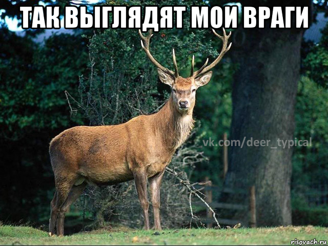 так выглядят мои враги 