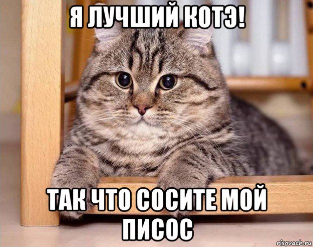 я лучший котэ! так что сосите мой писос