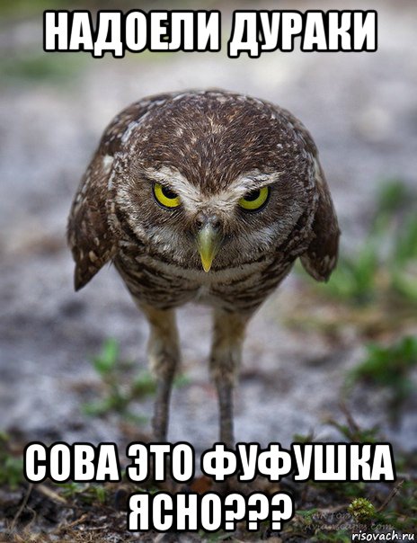надоели дураки сова это фуфушка ясно???
