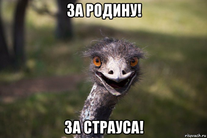 за родину! за страуса!