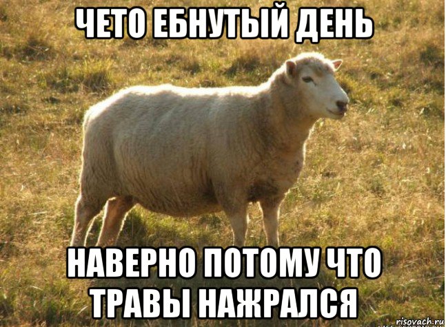 чето ебнутый день наверно потому что травы нажрался, Мем Типичная овца