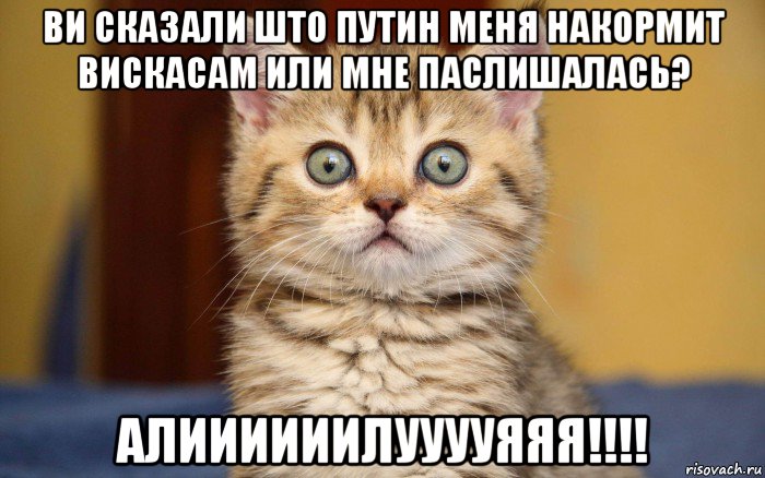 ви сказали што путин меня накормит вискасам или мне паслишалась? алиииииилууууяяя!!!!, Мем  удивление