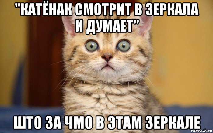 "катёнак смотрит в зеркала и думает" што за чмо в этам зеркале, Мем  удивление