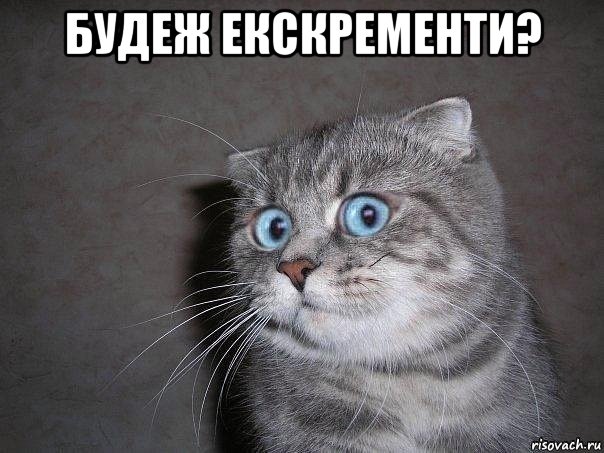 будеж екскременти? , Мем  удивлённый кот