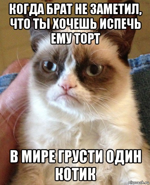 когда брат не заметил, что ты хочешь испечь ему торт в мире грусти один котик, Мем Угрюмый кот