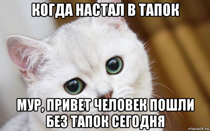 когда настал в тапок мур, привет человек пошли без тапок сегодня, Мем  В мире грустит один котик