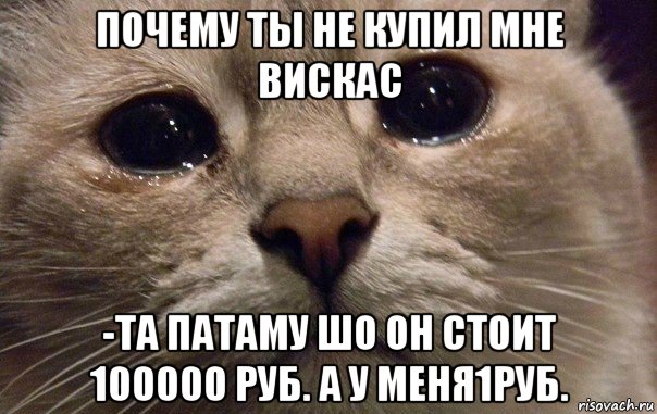 почему ты не купил мне вискас -та патаму шо он стоит 100000 руб. а у меня1руб., Мем   В мире грустит один котик