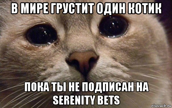 в мире грустит один котик пока ты не подписан на serenity bets, Мем   В мире грустит один котик