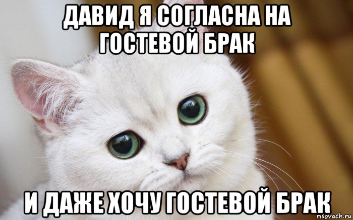 давид я согласна на гостевой брак и даже хочу гостевой брак, Мем  В мире грустит один котик