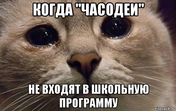 когда "часодеи" не входят в школьную программу, Мем   В мире грустит один котик