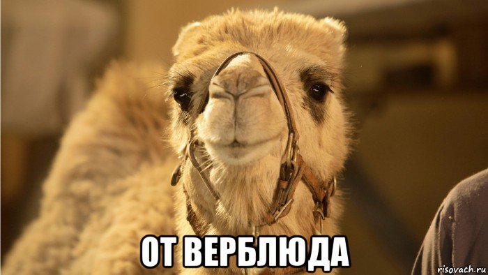  от верблюда