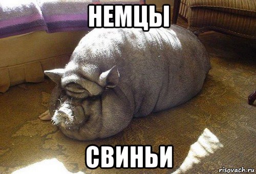 немцы свиньи, Мем Вьетнамская свинья