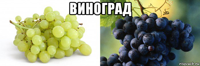 виноград 