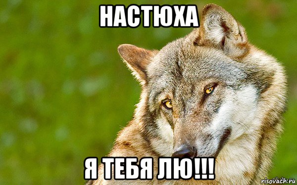 настюха я тебя лю!!!, Мем   Volf