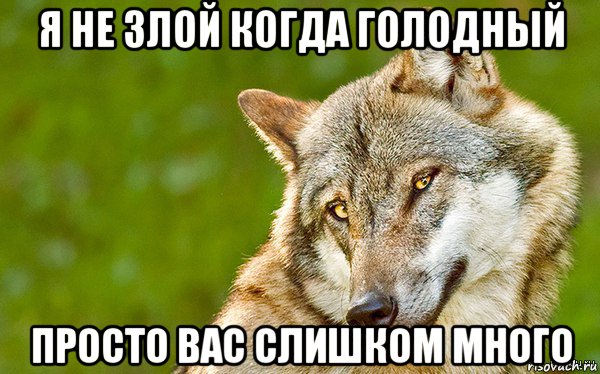 я не злой когда голодный просто вас слишком много, Мем   Volf