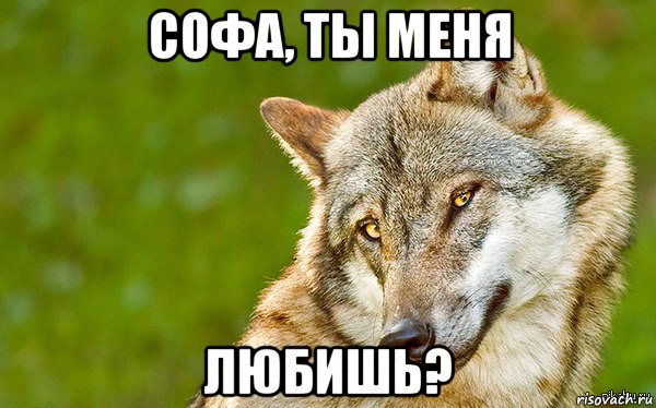 софа, ты меня любишь?, Мем   Volf