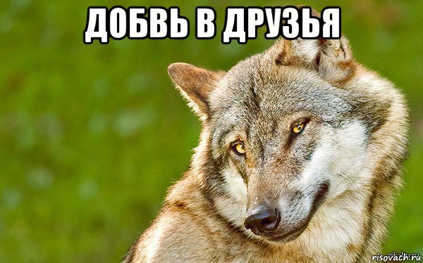 добвь в друзья , Мем   Volf