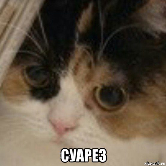  суарез, Мем Зачем