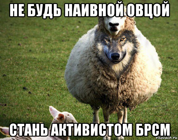 не будь наивной овцой стань активистом брсм, Мем Злая Овца