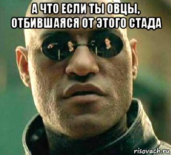 а что если ты овцы, отбившаяся от этого стада , Мем  а что если я скажу тебе