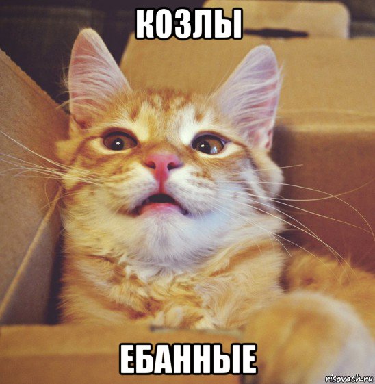 козлы ебанные