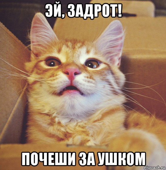 эй, задрот! почеши за ушком