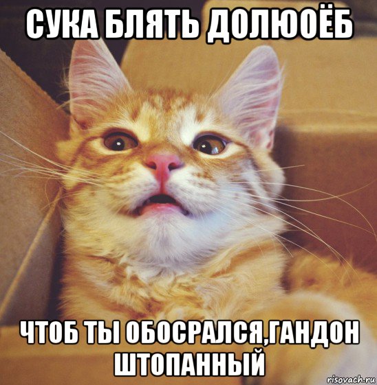 сука блять долюоёб чтоб ты обосрался,гандон штопанный