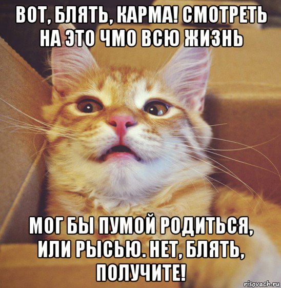 вот, блять, карма! смотреть на это чмо всю жизнь мог бы пумой родиться, или рысью. нет, блять, получите!