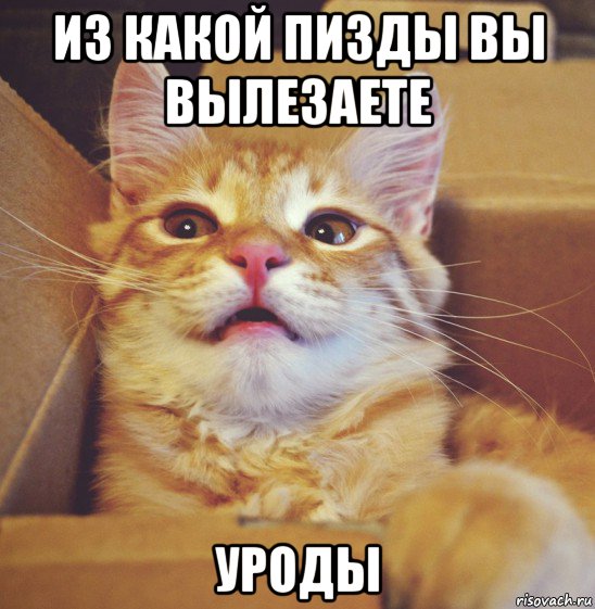 из какой пизды вы вылезаете уроды