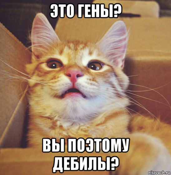 это гены? вы поэтому дебилы?